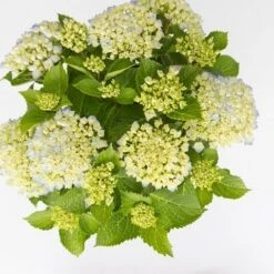 Hortensia Wit (Hydrangea 'Forever&Ever') -Directplant Winkel hydrangea forever ever blue c5 5 2