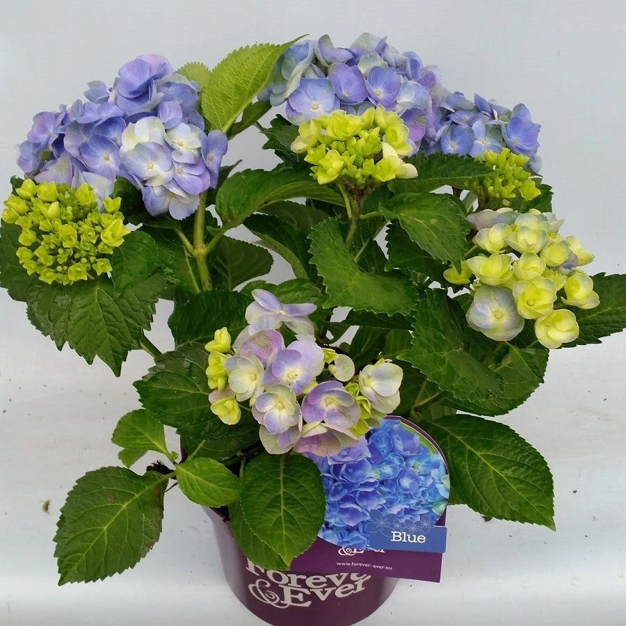 Hortensia Blauw (Hydrangea 'Forever&Ever') 4 Hortensia Blauw (Hydrangea 'Forever&Ever') - Afbeelding 2