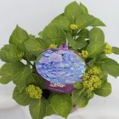 Hortensia Blauw (Hydrangea 'Forever&Ever') 12 Hortensia Blauw (Hydrangea 'Forever&Ever') -Directplant Winkel hydrangea forever ever blue hoek bewerkt 1
