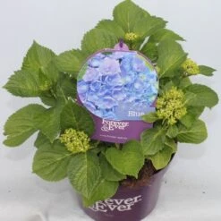 Hortensia Blauw (Hydrangea 'Forever&Ever') 16 Hortensia Blauw (Hydrangea 'Forever&Ever') -Directplant Winkel hydrangea forever ever blue voor bewerkt