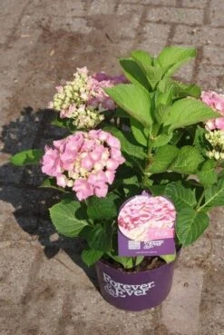 Hortensia Roze (Hydrangea 'Forever&Ever' Pink) 19 Hortensia Roze (Hydrangea 'Forever&Ever' Pink) -Directplant Winkel hydrangea forever ever pink 3
