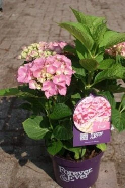 Hortensia Roze (Hydrangea 'Forever&Ever' Pink) -Directplant Winkel hydrangea forever ever pink 4 2