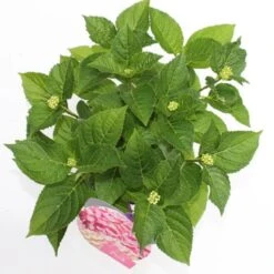 Hortensia Roze (Hydrangea 'Forever&Ever' Pink) -Directplant Winkel hydrangea forever ever pink boven bewerkt 1