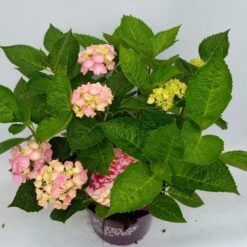 Hortensia Roze (Hydrangea 'Forever&Ever' Pink) -Directplant Winkel hydrangea forever ever pink hoek 17 10 1