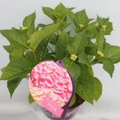 Hortensia Roze (Hydrangea 'Forever&Ever' Pink) -Directplant Winkel hydrangea forever ever pink hoek bewerkt 2