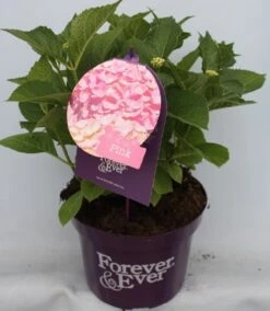 Hortensia Roze (Hydrangea 'Forever&Ever' Pink) -Directplant Winkel hydrangea forever ever pink voor bewerkt 1