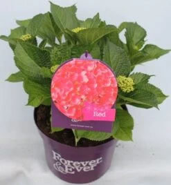 Hortensia Rood (Hydrangea 'Forever&Ever') 14 Hortensia Rood (Hydrangea 'Forever&Ever') -Directplant Winkel hydrangea forever ever red voor bewerkt