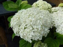 Hortensia (Hydrangea 'Strong Annabelle') 27 Hortensia (Hydrangea 'Strong Annabelle') -Directplant Winkel hydrangea incrediball bloem