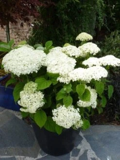 Hortensia (Hydrangea 'Strong Annabelle') -Directplant Winkel hydrangea incrediball c3 hr 1