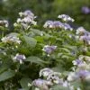 Hortensia (Hydrangea Involucrata) -Directplant Winkel hydrangea involucrata 1 1
