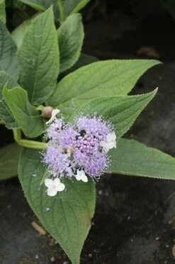 Hortensia (Hydrangea Involucrata) -Directplant Winkel hydrangea involucrata 4