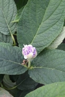 Hortensia (Hydrangea Involucrata) -Directplant Winkel hydrangea involucrata 5 1