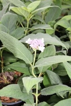 Hortensia (Hydrangea Involucrata) -Directplant Winkel hydrangea involucrata 2 1