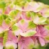 Hortensia (Hydrangea 'Magical Jewel Pink') -Directplant Winkel hydrangea macr magical amethyst pink kopie 2