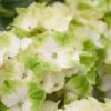 Hortensia (Hydrangea Magical Noblesse) -Directplant Winkel hydrangea macr magical noblesse kopie