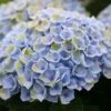 Hortensia (Hydrangea Magical Revolution Blue) -Directplant Winkel hydrangea macr magical revolution blue kopie
