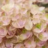Hortensia (Hydrangea Magical Revolution Pink) -Directplant Winkel hydrangea macr magical revolution pink