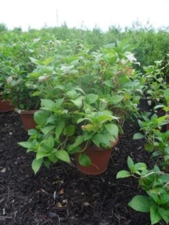 Hortensia (Hydrangea Macrophylla 'Soeur Therese') -Directplant Winkel hydrangea macrophylla soeur therese c50 2