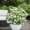 Hortensia (Hydrangea 'Prim White') 2 Hortensia (Hydrangea 'Prim White') -Directplant Winkel hydrangea pan. prim white