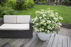 Hortensia (Hydrangea 'Prim White') -Directplant Winkel hydrangea pan. prim white 2