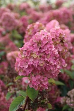 Pluimhortensia (Hydrangea Paniculata 'Sundae Fraise') -Directplant Winkel hydrangea pan sundae fraise 2 2.5 frank elst