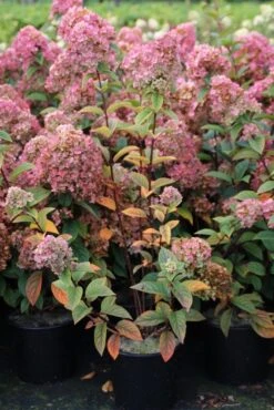 Pluimhortensia (Hydrangea Paniculata 'Sundae Fraise') -Directplant Winkel hydrangea pan sundae fraise 3 2.5 frank elst 1