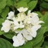 Pluimhortensia (Hydrangea Paniculata 'Dart's Little Dot') -Directplant Winkel hydrangea paniculata darts little dot 1
