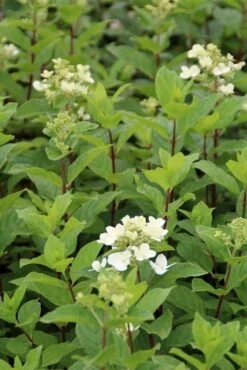 Pluimhortensia (Hydrangea Paniculata 'Dart's Little Dot') -Directplant Winkel hydrangea paniculata darts little dot 2 1