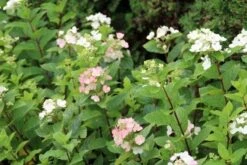 Pluimhortensia (Hydrangea Paniculata 'Dart's Little Dot') -Directplant Winkel hydrangea paniculata darts little dot 3 1