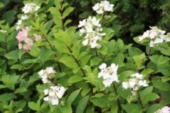 Pluimhortensia (Hydrangea Paniculata 'Dart's Little Dot') -Directplant Winkel hydrangea paniculata darts little dot 4