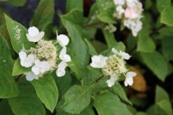 Pluimhortensia (Hydrangea Paniculata 'Dart's Little Dot') -Directplant Winkel hydrangea paniculata darts little dot 5