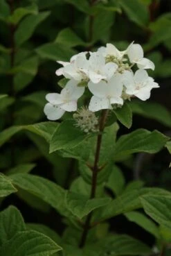 Pluimhortensia (Hydrangea Paniculata 'Dart's Little Dot') -Directplant Winkel hydrangea paniculata darts little dot 6