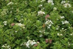 Pluimhortensia (Hydrangea Paniculata 'Dart's Little Dot') -Directplant Winkel hydrangea paniculata darts little dot 7