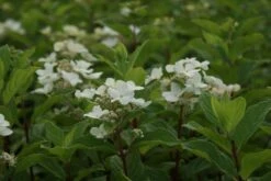 Pluimhortensia (Hydrangea Paniculata 'Dart's Little Dot') -Directplant Winkel hydrangea paniculata darts little dot 8
