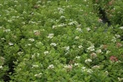 Pluimhortensia (Hydrangea Paniculata 'Dart's Little Dot') -Directplant Winkel hydrangea paniculata darts little dot 9