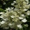 Pluimhortensia (Hydrangea Paniculata 'Dharuma') -Directplant Winkel hydrangea paniculata dharuma 2 2
