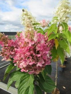 Pluimhortensia Op Stam (Hydrangea Paniculata 'Pinky Winky') -Directplant Winkel hydrangea paniculata pinky winky 2 1 1