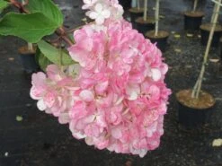 Pluimhortensia Op Stam (Hydrangea Paniculata 'Pinky Winky') -Directplant Winkel hydrangea paniculata pinky winky 3