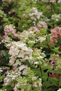 Pluimhortensia (Hydrangea Paniculata 'Unique') -Directplant Winkel hydrangea paniculata unique 3