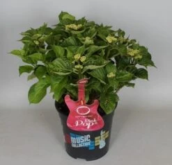 Hortensia Pink Pop (Hydrangea 'Music Collection') -Directplant Winkel hydrangea pink pop c5 3 1