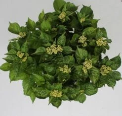 Hortensia Pink Pop (Hydrangea 'Music Collection') -Directplant Winkel hydrangea pink pop c5 4 2