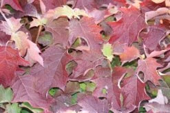 Eikenbladhortensia (Hydrangea Quercifolia) -Directplant Winkel hydrangea quercifolia 1 1