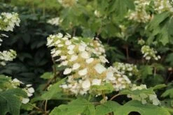 Eikenbladhortensia (Hydrangea Quercifolia) -Directplant Winkel hydrangea quercifolia 2 1