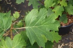 Eikenbladhortensia (Hydrangea Quercifolia) -Directplant Winkel hydrangea quercifolia 4 1