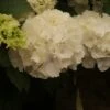 Hortensia (Hydrangea Macrophylla 'Schneeball') -Directplant Winkel hydrangea schneeball 2 1 2