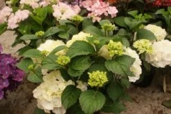 Hortensia (Hydrangea Macrophylla 'Schneeball') -Directplant Winkel hydrangea schneeball 1