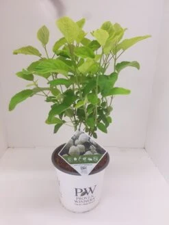 Hortensia (Hydrangea 'Strong Annabelle') -Directplant Winkel hydrangea strong annabel 1
