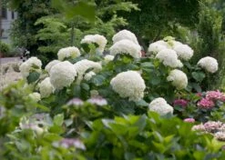 Hortensia (Hydrangea 'Strong Annabelle') 20 Hortensia (Hydrangea 'Strong Annabelle') -Directplant Winkel hydrangea strong annabelle