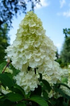 Pluimhortensia (Hydrangea Paniculata 'Sundae Fraise') -Directplant Winkel hydrangea sundae fraise 01 1