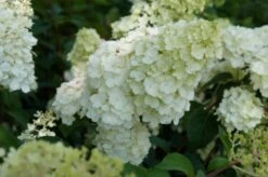 Pluimhortensia (Hydrangea Paniculata 'Sundae Fraise') -Directplant Winkel hydrangea sundae fraise 02 1